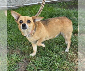Chihuahua Dogs for adoption in Long Beach, CA, USA
