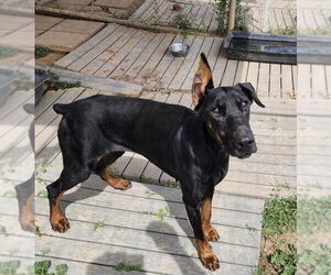 Doberman Pinscher Dogs for adoption in Amarillo, TX, USA