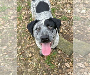 Mutt Dogs for adoption in Jackson, MS, USA