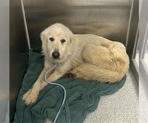 Great Pyrenees-Unknown Mix Dogs for adoption in Elk Grove, CA, USA