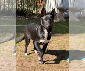 Australian Kelpie-Unknown Mix Dogs for adoption in Lake Elsinore, CA, USA