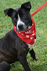American Pit Bull Terrier-Staffordshire Bull Terrier Mix Dogs for adoption in Brevard, NC, USA
