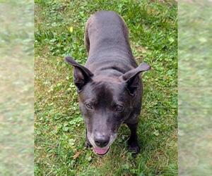 Labrador Retriever-Unknown Mix Dogs for adoption in Akron, OH, USA