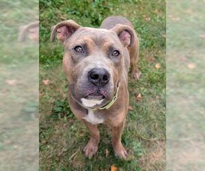 Mutt Dogs for adoption in Akron, OH, USA