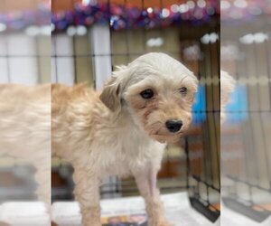 Maltese-Unknown Mix Dogs for adoption in Pembroke, GA, USA