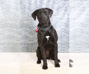 Boxador Dogs for adoption in Mankato, MN, USA