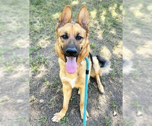 German Shepherd Dog Dogs for adoption in Sacramento, CA, USA
