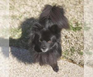 Medium Photo #1 Pomeranian Puppy For Sale in Garland, TX, USA