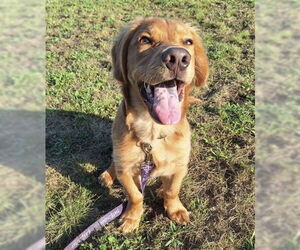 Cocker Spaniel-Unknown Mix Dogs for adoption in Gwinn, MI, USA