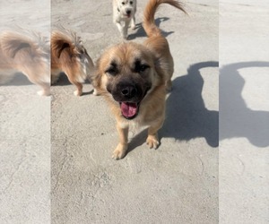 Pembroke Welsh Corgi-Spaniel Mix Dogs for adoption in Agoura Hills, CA, USA