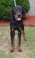 Rottweiler Dogs for adoption in Little Rock, AR, USA