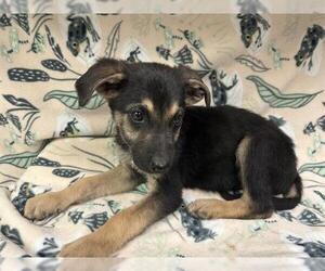 German Shepherd Dog Dogs for adoption in HESPERIA, CA, USA