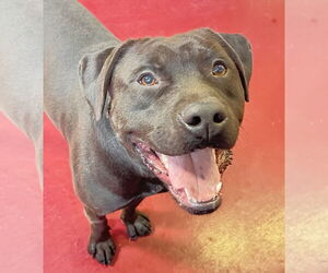 Labrador Retriever-Unknown Mix Dogs for adoption in Webster, WI, USA