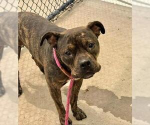 Mutt Dogs for adoption in Tulsa, OK, USA