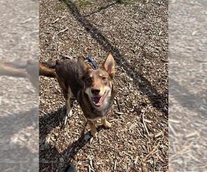 German Shepherd Dog-Siberian Husky Mix Dogs for adoption in Waterford, VA, USA