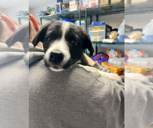 Border Collie-Unknown Mix Dogs for adoption in Bolivar, MO, USA