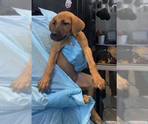 Labrador Retriever-Unknown Mix Dogs for adoption in San Antonio, TX, USA