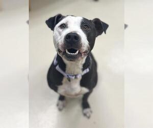 American Pit Bull Terrier-Unknown Mix Dogs for adoption in Center Township, PA, USA