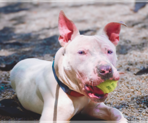 Bullypit Dogs for adoption in Belleville, MI, USA