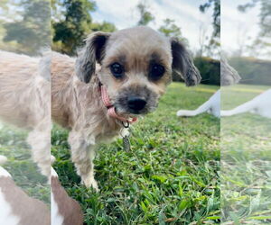 Shiranian Dogs for adoption in Oakhurst, NJ, USA