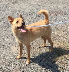 Canaan Dog-Carolina Dog Mix Dogs for adoption in Alturas, CA, USA