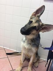 Medium Photo #1 German Shepherd Dog Puppy For Sale in Morrisville, NC, USA