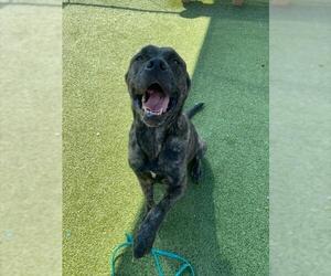 Mutt Dogs for adoption in Pasadena, TX, USA