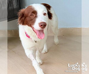 Border Collie-Colonial Cocker Spaniel Mix Dogs for adoption in Washington, DC, USA