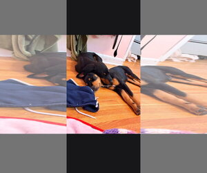 Doberman Pinscher Dogs for adoption in Buffalo, MN, USA