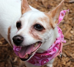 Jack Russell Terrier Dogs for adoption in Kennesaw, GA, USA