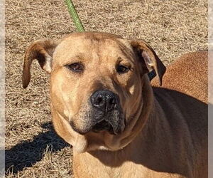 Chinese Shar-Pei-Unknown Mix Dogs for adoption in Canton, CT, USA