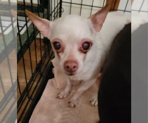 Chihuahua-Unknown Mix Dogs for adoption in Rocky Mount, NC, USA