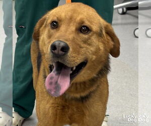 Retriever -Unknown Mix Dogs for adoption in Washington, DC, USA