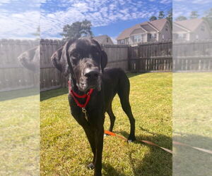 Great Dane-Labrador Retriever Mix Dogs for adoption in Bullard, TX, USA