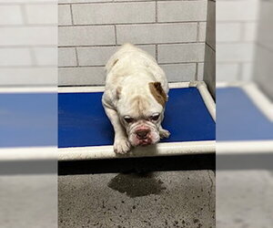 Bulldog-Unknown Mix Dogs for adoption in Stockton, CA, USA