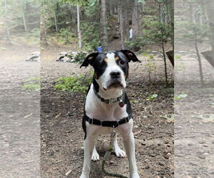 Mutt Dogs for adoption in Fort Collins, CO, USA