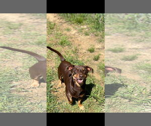 Dachshund-Unknown Mix Dogs for adoption in NYC, NY, USA