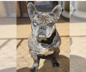 French Bulldog Dogs for adoption in Bon Carbo, CO, USA