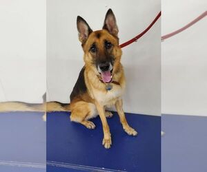 German Shepherd Dog Dogs for adoption in Mt. Airy, MD, USA