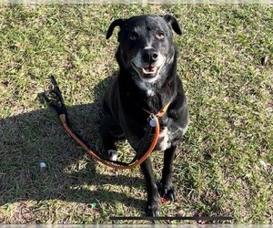 Labrador Retriever Dogs for adoption in Tavares, FL, USA
