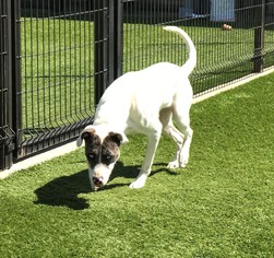 Pointer Dogs for adoption in Little Elm, TX, USA