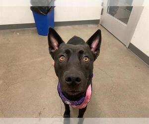 Australian Cattle Dog Dogs for adoption in Berkeley , CA, USA