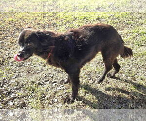 Pomeranian-Unknown Mix Dogs for adoption in Boonton, NJ, USA