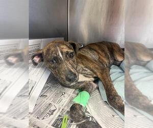 Catahoula Leopard Dog-Unknown Mix Dogs for adoption in San Antonio, TX, USA