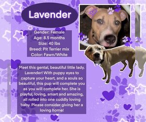 American Pit Bull Terrier-Unknown Mix Dogs for adoption in Rancho Cordova, CA, USA