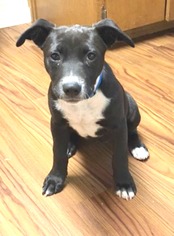 Borador Dogs for adoption in Redding, CA, USA