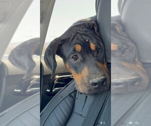 Rottweiler-Unknown Mix Dogs for adoption in Gilbert, AZ, USA