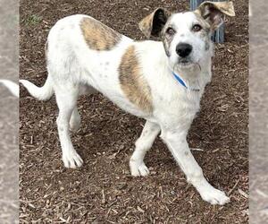 Irish Wolfhound-Unknown Mix Dogs for adoption in Visalia, CA, USA