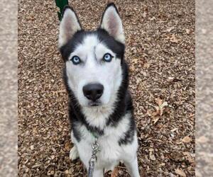 Siberian Husky Dogs for adoption in Riverwoods, IL, USA