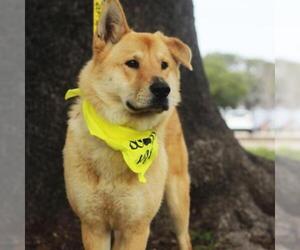 Chow Chow Dogs for adoption in Austin, TX, USA